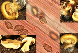 Basidio- Cortinarius auroturbinatus