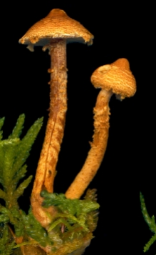 Basidio- Cortinarius humicola