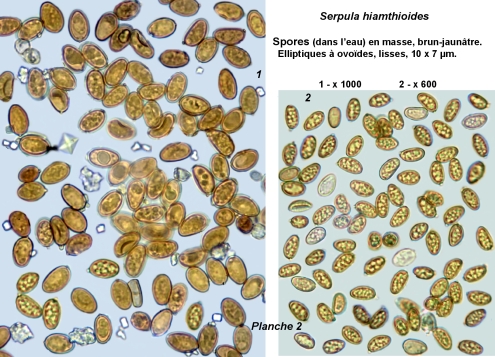 Serpula himantioides planche 1